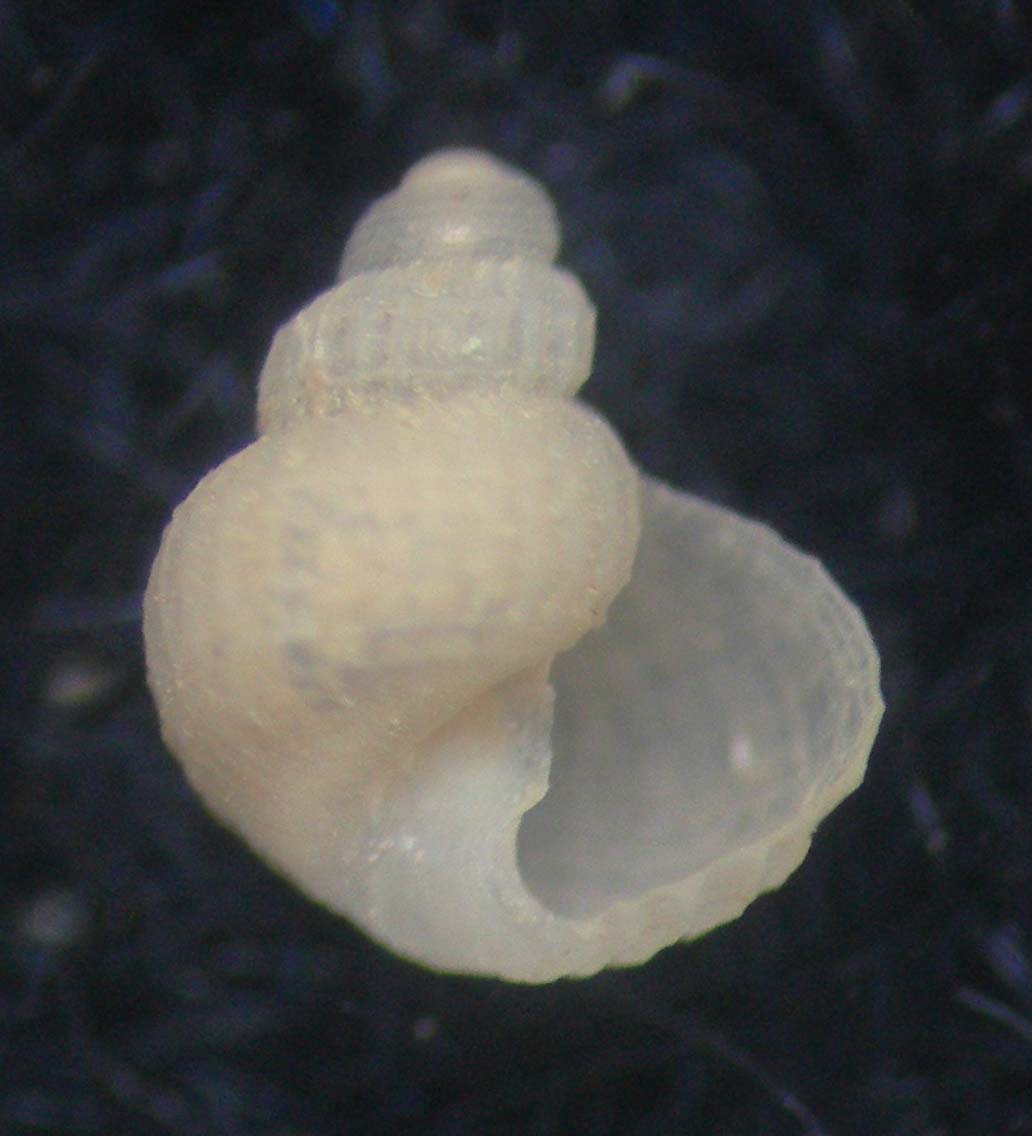 alvania subsoluta M